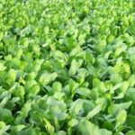 Paalak ki kasht | Spinach in Pakistan | پالک کی کاشت