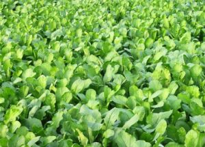 Read more about the article Paalak ki kasht | Spinach in Pakistan | پالک کی کاشت