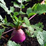 Read more about the article Shaljam ki Kasht | Turnip Cultivation in Pakistan