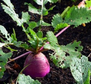 Read more about the article Shaljam ki Kasht | Turnip Cultivation in Pakistan