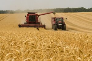 Read more about the article Production of Wheat in World