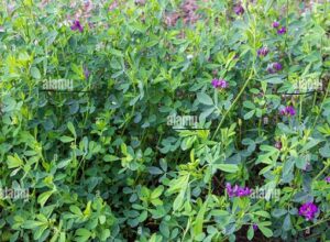 Read more about the article Lucerne/ Alfalfa Hay Price in Pakistan |لوسرن کی کاشت￼
