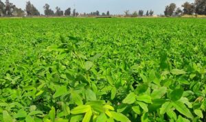 Read more about the article Berseem Fodder in Pakistan | برسیم کی کاشت