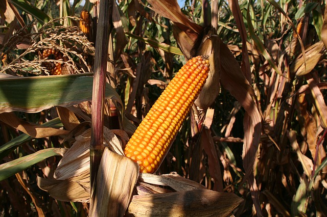 cultivation of maize