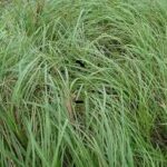 Read more about the article Kallar Grass in Pakistan | کلر گھاس کی کاشت