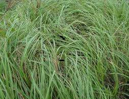 You are currently viewing Kallar Grass in Pakistan | کلر گھاس کی کاشت