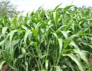 Read more about the article Maize Fodder in Pakistan | مکئی چارے کی کاشت￼