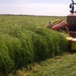 Read more about the article Rhodes Grass in Pakistan / روڈز گراس