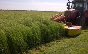 Read more about the article Rhodes Grass in Pakistan / روڈز گراس
