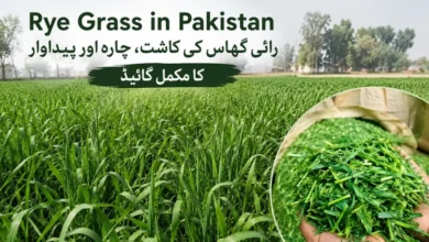 rye grass in pakistan