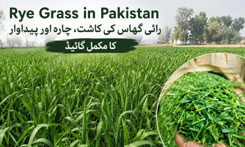rye grass in pakistan