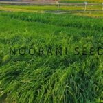 Read more about the article Rye Grass in Pakistan | رائی گھاس کی کاشت