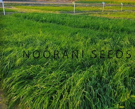 You are currently viewing Rye Grass in Pakistan | رائی گھاس کی کاشت