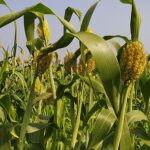 Read more about the article جوار پکاویں اور چارہ کی کاشت | Sorghum Fodder in Pakistan