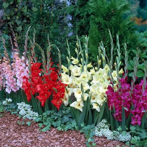 how to grow gladiolus