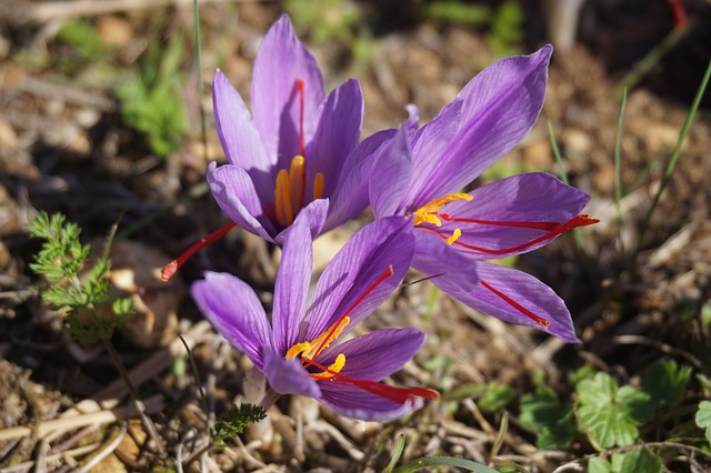 growing saffron