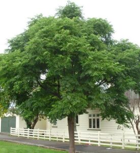 Read more about the article Bakain tree (Melia azedarach) | بکائن / دھریک