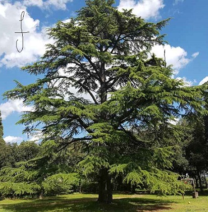 You are currently viewing Deodar tree in Pakistan (Cedrus deodara) / دیودار