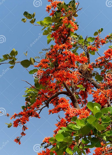 You are currently viewing Dhak tree (Butea B. frondosa) / ڈھاک