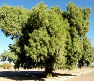 Read more about the article Farash Tree (Tamarix aphylla) / فراش / کھگل