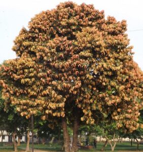 Read more about the article Gaab tree (Diospyros malabarica) | گاب