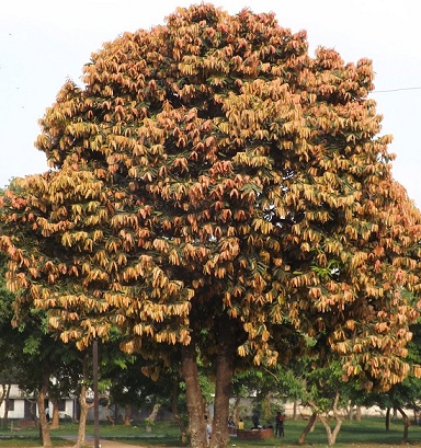 You are currently viewing Gaab tree (Diospyros malabarica) | گاب
