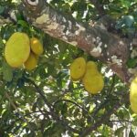 Read more about the article Jackfruit in Urdu (Artocarpus heterophyllus) / کٹھل