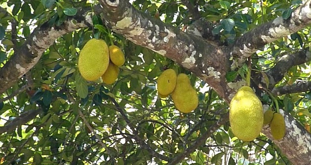 You are currently viewing Jackfruit in Urdu (Artocarpus heterophyllus) / کٹھل