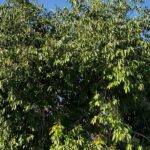 Jamun Tree (Syzygium cumini) / Java Plum / جامن