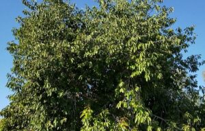 Read more about the article Jamun Tree (Syzygium cumini) / Java Plum / جامن