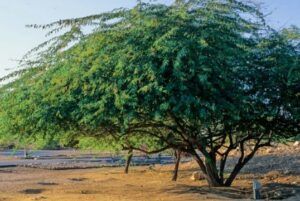 Read more about the article Kikar tree in Pakistan (Acacia nilotica) / کیکر
