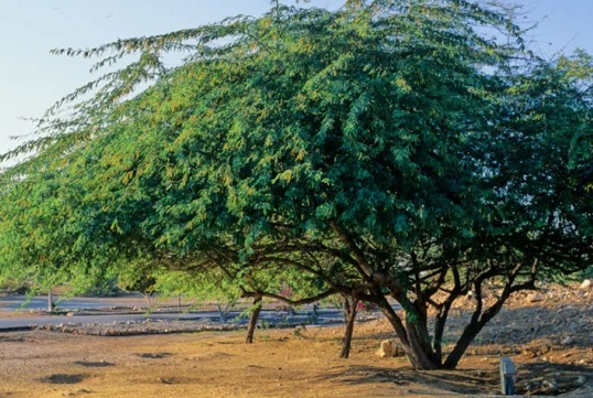 You are currently viewing Kikar tree in Pakistan (Acacia nilotica) / کیکر