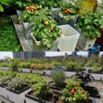 Kitchen Gardening in Pakistan – گھر اور چھتوں پر سبزیاں اگائیں