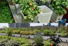 kitchen gardening in pakistan