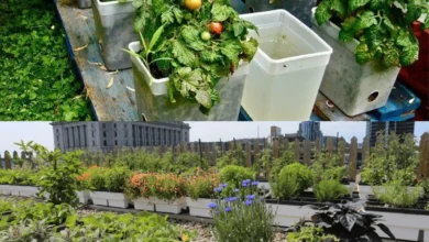 kitchen gardening in pakistan