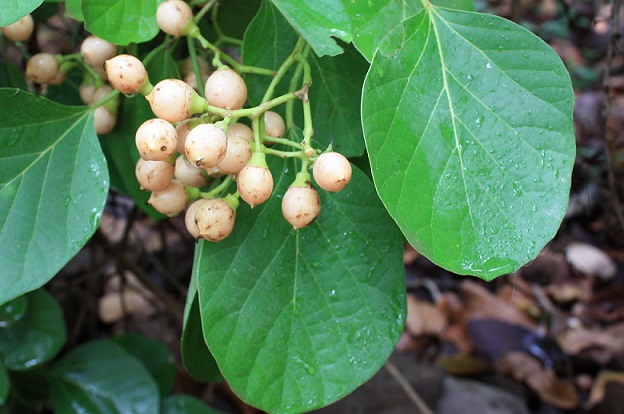 You are currently viewing Lasoora tree (Cordia myxa) / لسوڑا