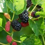 Read more about the article Mulberry in Urdu (Morus alba) / توت / شہتوت