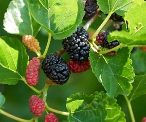 Read more about the article Mulberry in Urdu (Morus alba) / توت / شہتوت