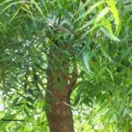 Neem tree (Azadirachta indica) / نیم