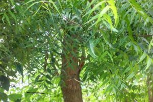 Read more about the article Neem tree (Azadirachta indica) / نیم