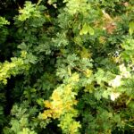 Read more about the article Phulai tree (Acacia modesta) / پھلائی