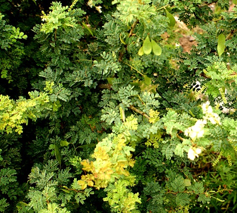 You are currently viewing Phulai tree (Acacia modesta) / پھلائی