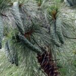 Read more about the article Kail Tree (Pinus wallichiana) / کیل