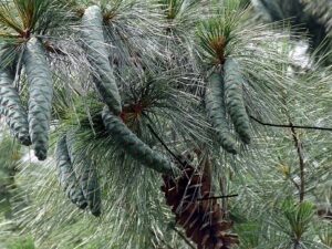 Read more about the article Kail Tree (Pinus wallichiana) / کیل