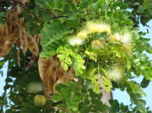 Read more about the article Shirin tree (Albizzia lebbek) | سرس/ شریں