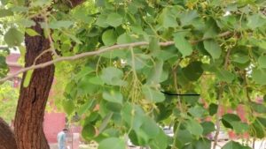 Read more about the article Shisham tree (Dalbergia sissoo) / شیشم