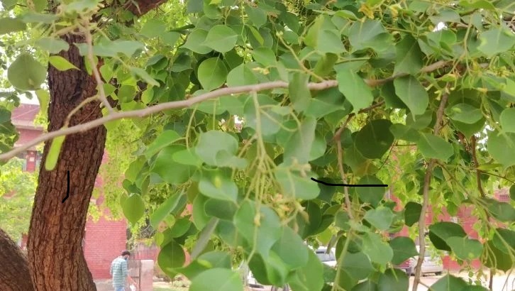 You are currently viewing Shisham tree (Dalbergia sissoo) / شیشم