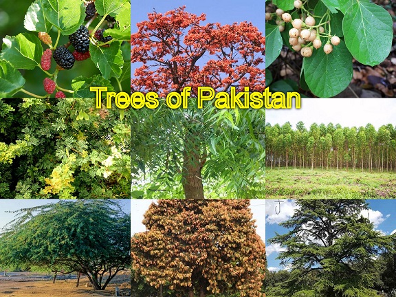 trees in pakistan