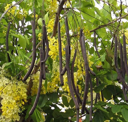 You are currently viewing املتاس / Amaltas tree / Cassia fistula