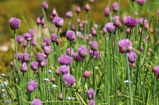 best time to plant herbs